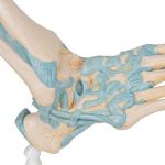 Afbeeldingen van Voet met ligamenten